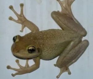 What does it mean to have frogs in your house?