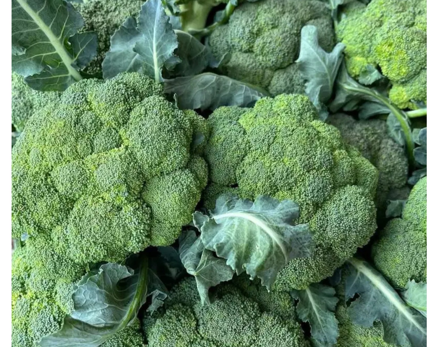 Doctors Reveals That Eating Green Broccoli Causes …