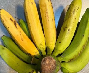 Doctors reveal that eating a slightly unripe banana causes ….
