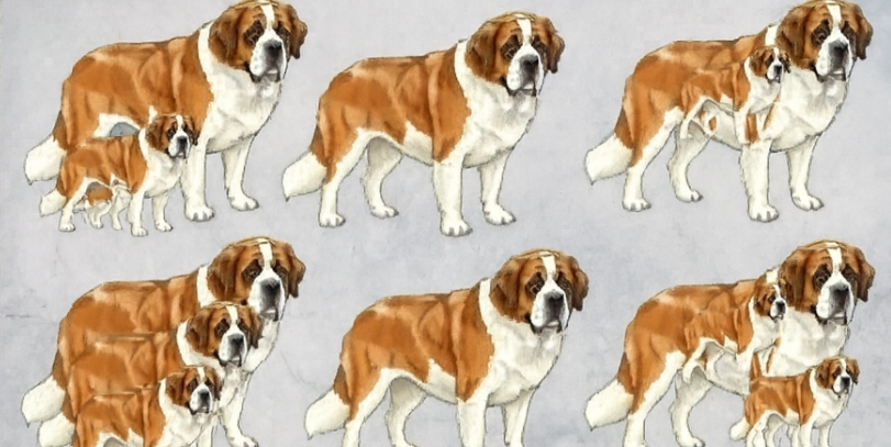 Can You Spot All the Dogs? Test Your Observation Skills!