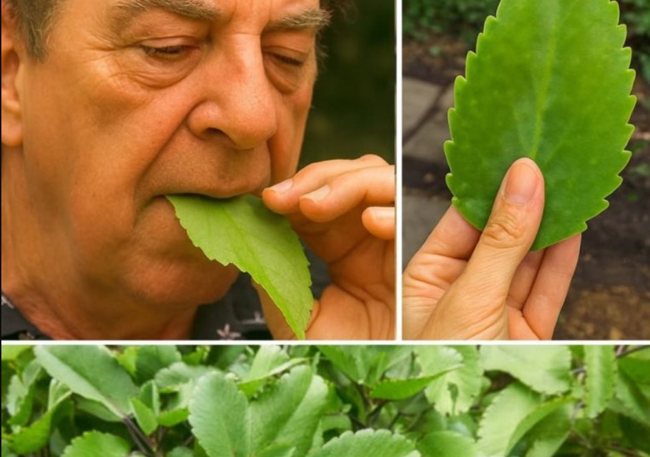 Unleash the Unsuspected Power of the Leaf of Life