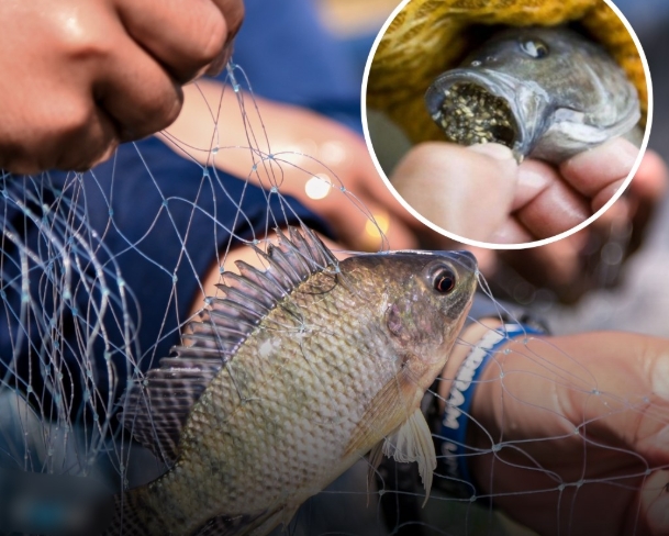 Why Nobody Should Be Eating Tilapia Anymore