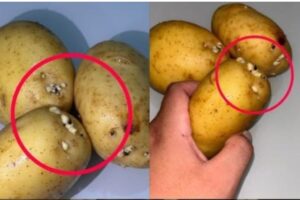 Sprouted Potatoes: The Silent Enemy in Your Kitchen That Can Harm Your Health