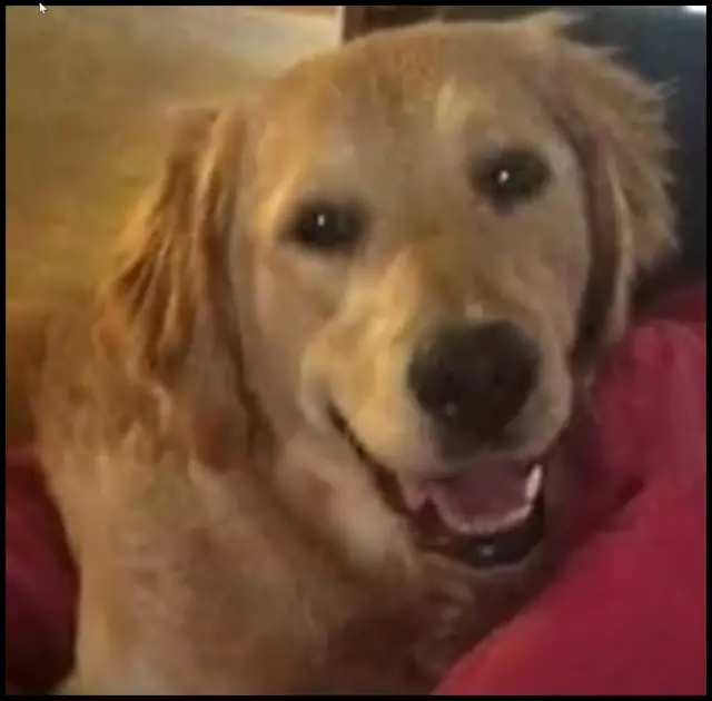 Dog dies after eating common household item – Owner is warning others