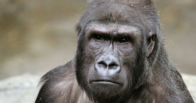 The story of Binti Jua: The gorilla who stunned the world