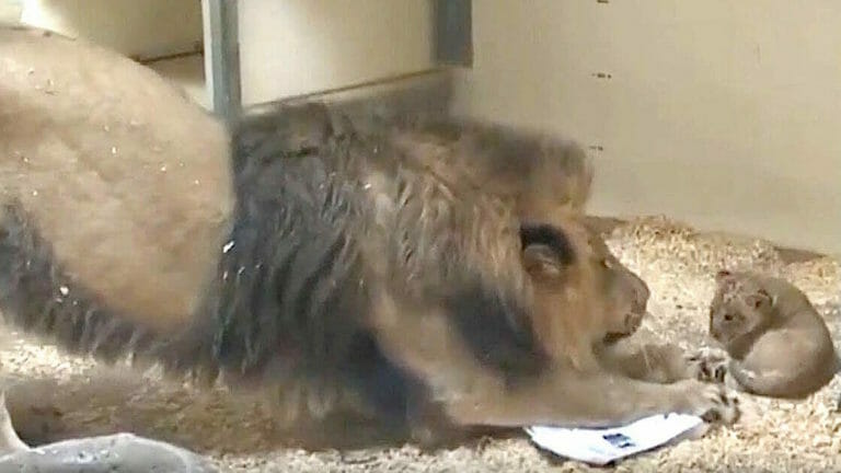 Lion dad meets baby son for the very first time and the reaction is priceless