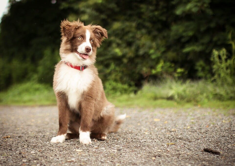Vets reveal very last thing all pets do before being put down and it’s heartbreaking