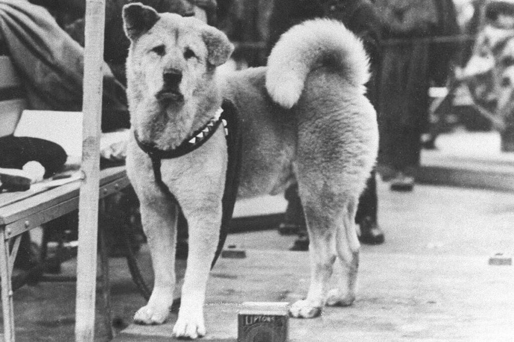 The Story Of Hachikō, The Japanese Dog Who Waited For His Owner For Ten Years