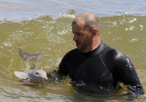 The Dolphin’s Guardian: A Tale of Compassion Beneath the Waves.
