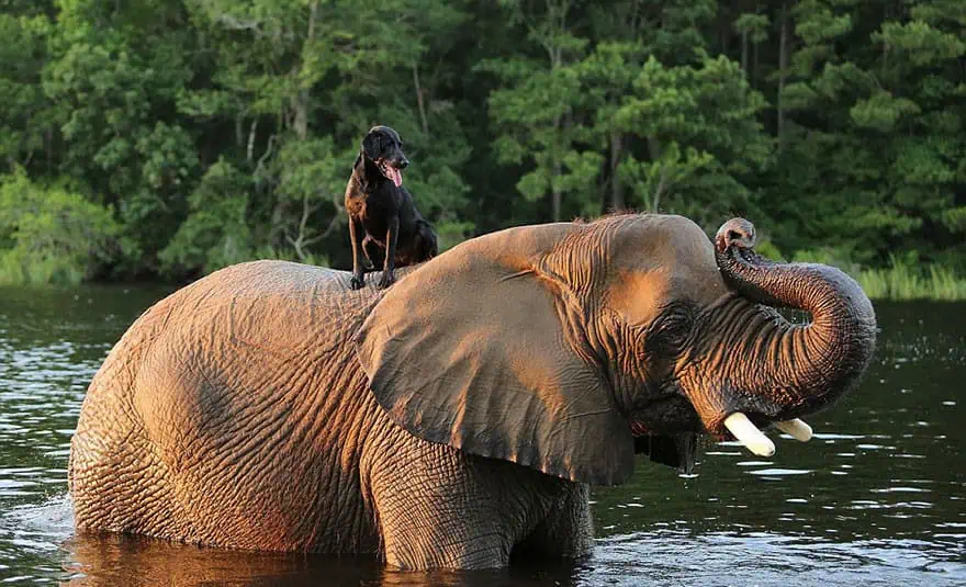 When an Elephant Found a Friend: The Story of Nelly and Rocky.