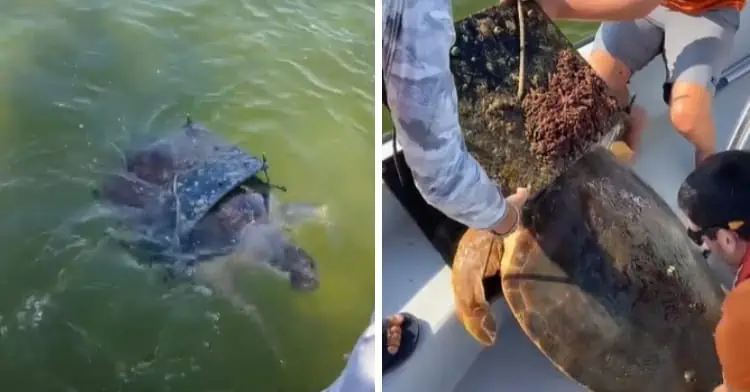 The Turtle Who Found the Right Boat: A Story of Instinct, Trust, and Rescue