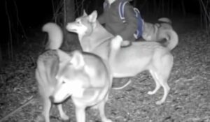 Everyone Thought He’d Been Lost Forever… Until Footage Revealed Who Protected Him All Night In The Wilderness