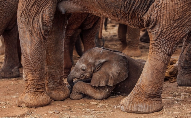 A New Life in the Orphan Herd: The Birth That Stunned the Elephants.