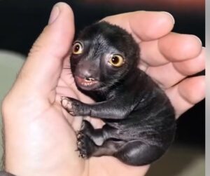 He Found a Mysterious Creature in the Forest — What It Became Was Truly Surprising
