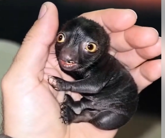 He Found a Mysterious Creature in the Forest — What It Became Was Truly Surprising