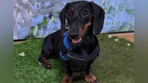 Alan the dog dies after being spooked by fireworks