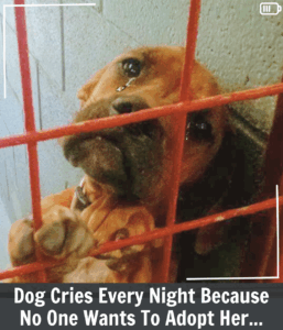 Dog Cries Every Night Because No One Wants to Adopt Her
