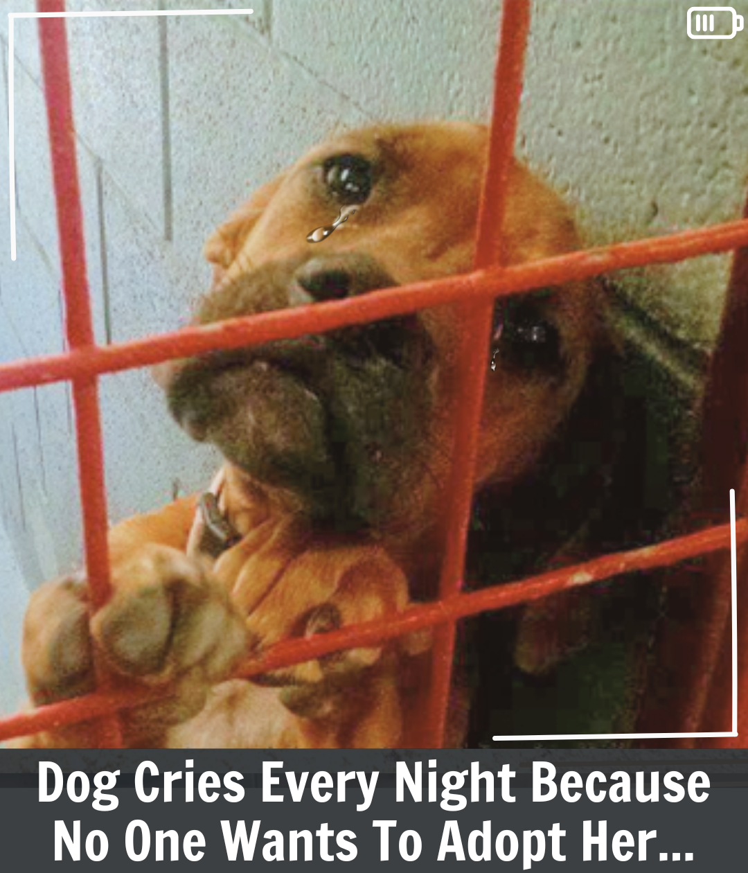 Dog Cries Every Night Because No One Wants to Adopt Her