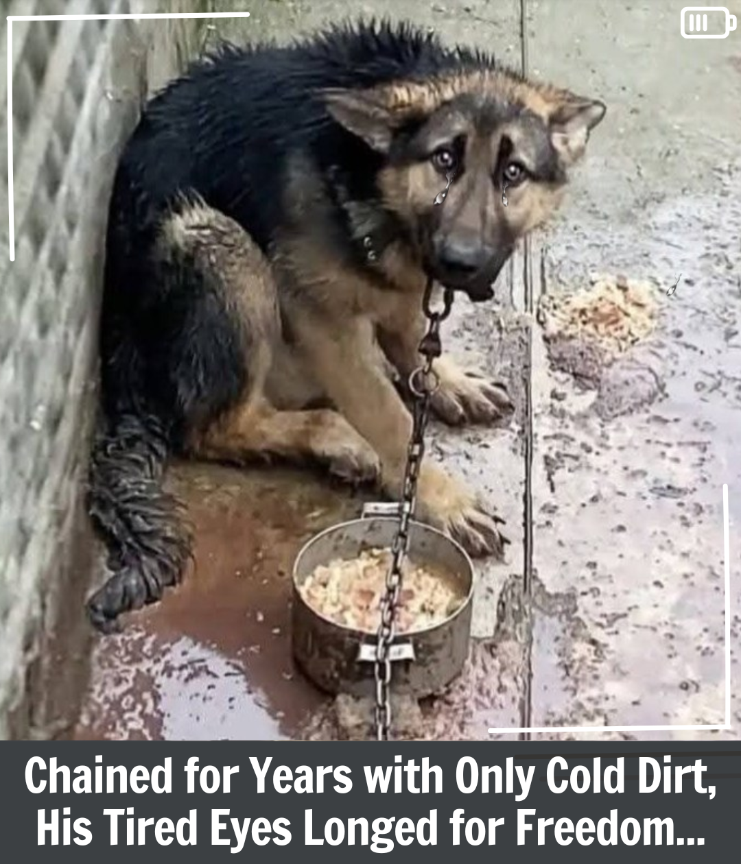 Alpha’s Journey: From Chains to Freedom and Love