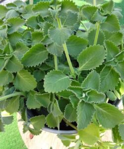 Just 1 oregano leaf a day and you won’t suffer from any more…