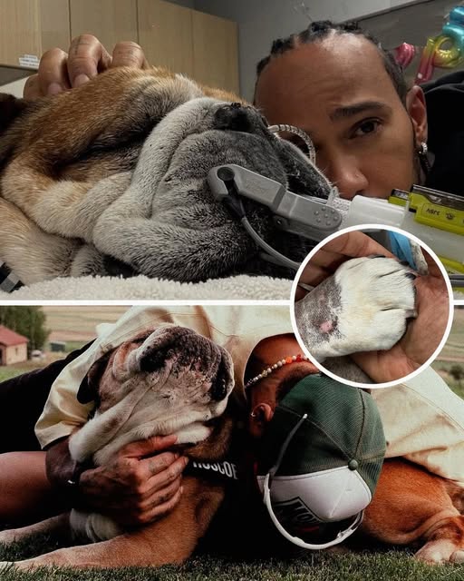 Lewis Hamilton, Eligible F1 Champion, Mourns the Loss of Beloved Dog Roscoe