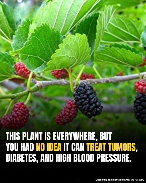 Common Backyard Plant May Help Fight Tumors, Diabetes, And High Blood Pressure