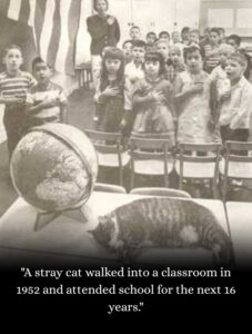 A stray cat walked into a classroom in 1952—and attended school for the next 16 years.