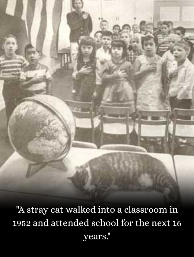 A stray cat walked into a classroom in 1952—and attended school for the next 16 years.