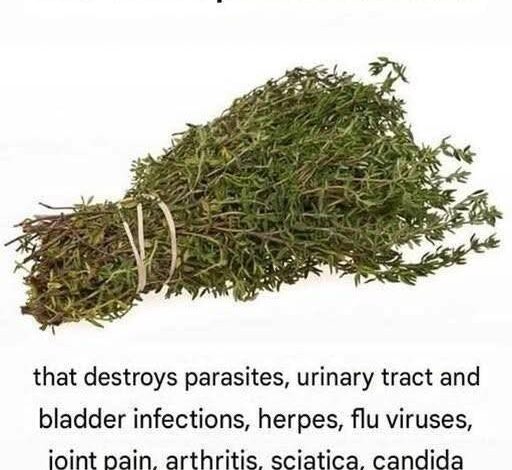 THE MOST POTENT HERB THAT DESTROYS PARASITES, URINARY TRACT