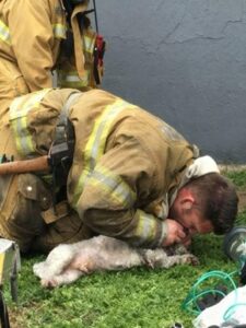 A brave group of firefighters saved a lifeless dog from a devastating fire, performing mouth-to-snout resuscitation to bring the animal back to life after it was pulled from the flames.