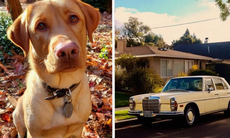 I Found a Dog in My Garden, After Calling the Number on His Tag, I Turned Down $150,000 but Found Happiness