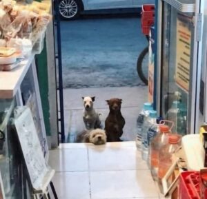 Every morning in Surat City India), before the sun fully rises, three homeless dogs wait patiently outside a small grocery store.
