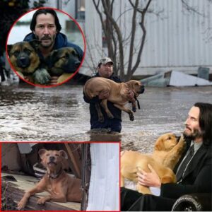 EVERYDAY HERO: Keanu Reeves rescues and builds a dog farm after massive flooding in Texas left dogs homeless.
