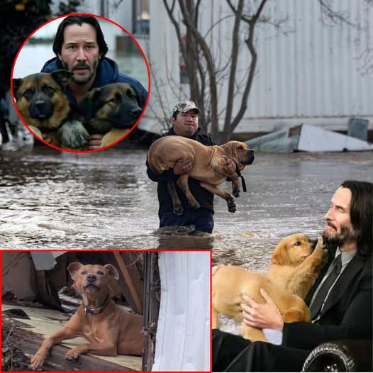 EVERYDAY HERO: Keanu Reeves rescues and builds a dog farm after massive flooding in Texas left dogs homeless.