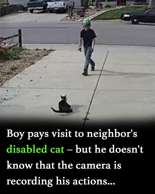 Boy approaches disabled cat – doesn’t realize the camera is recording his actions
