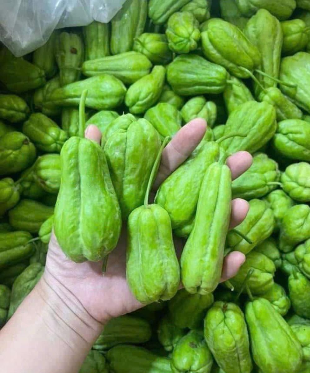 4 groups of people should avoid eating chayote