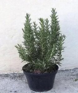 Drink rosemary tea on an empty stomach and you will no longer suffer from…