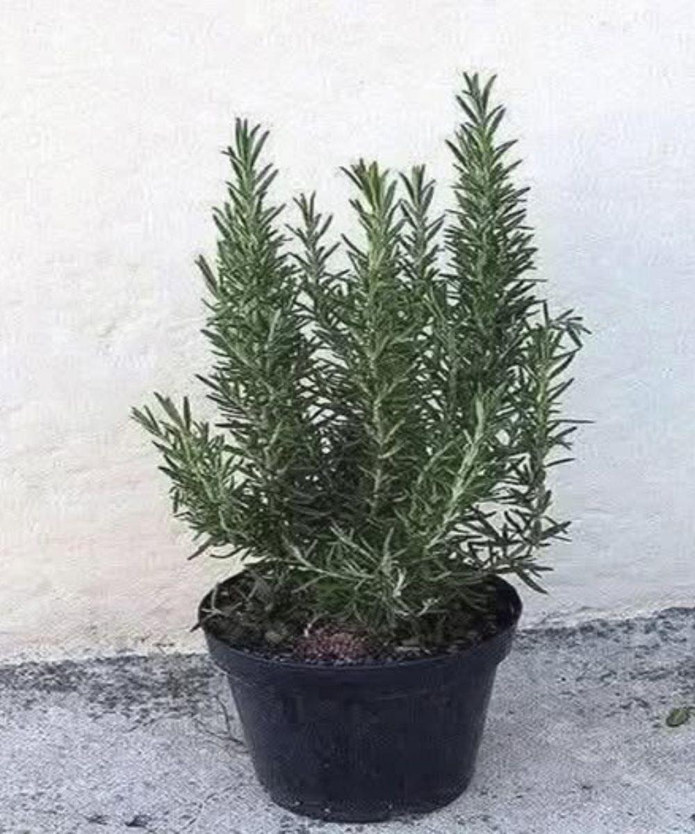 Drink rosemary tea on an empty stomach and you will no longer suffer from…