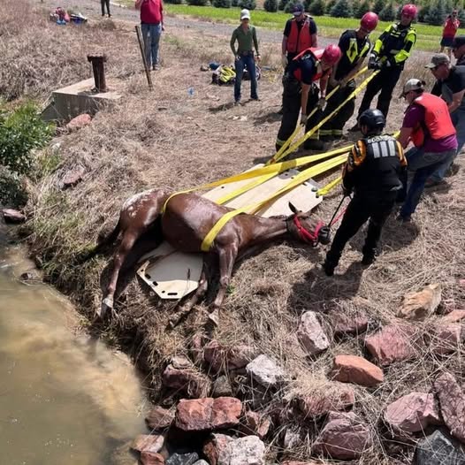 Heroic Colorado Firefighters Rescue Blind Horse from Drowning in Canal