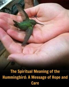 What’s the Hidden Meaning Behind a Hummingbird Visiting Your Home