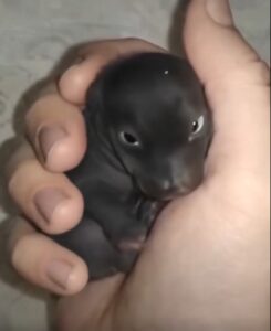 The Morning I Found a “Puppy” That Turned Out to Be Something Far More Extraordinary