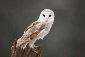 When an owl is seen circling your house, here’s what it means…