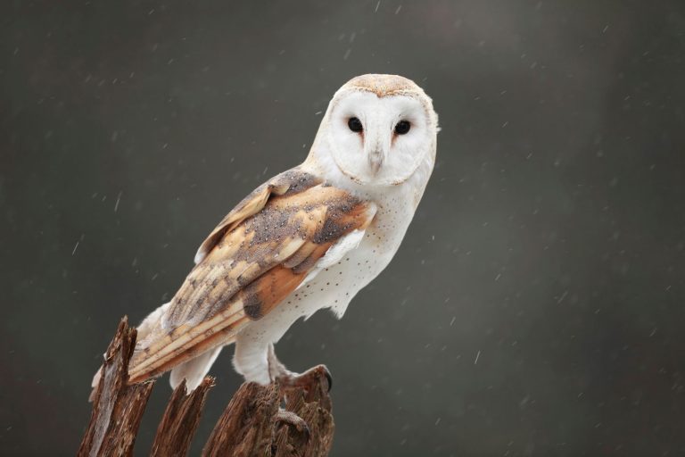 When an owl is seen circling your house, here’s what it means…