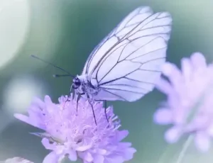 Signs that a deceased loved one visited you