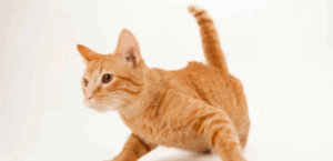 These are the behaviors that indicate your cat thinks you’re its mom