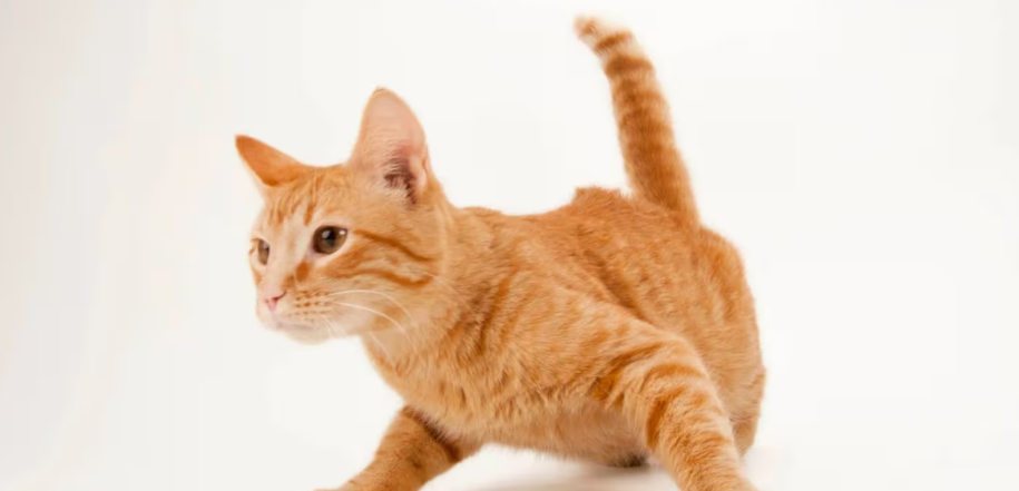 These are the behaviors that indicate your cat thinks you’re its mom