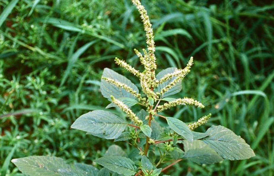 If you see this plant in your garden, you’re sitting on gold: The Superfood and Brain Oxygenator That’s Overlooked by Many
