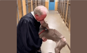 He had just Delivered the final verdict in a ho.rri.fic Animal c.ru.el.ty case!