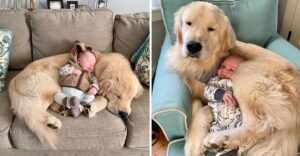 They Told Me to Get Rid of My Dog When the Baby Came — But Love Had Other Plans.