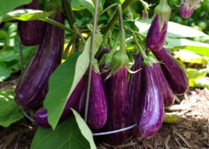 Doctors reveal that eating eggplants causes